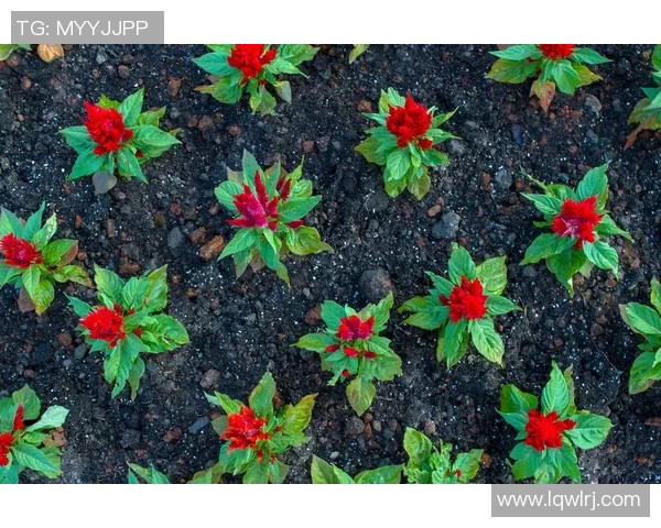 专访周敏：探寻排球背后的成功秘诀与奋斗历程